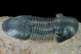 Bargain, Paralejurus Trilobite - Morocco #171491-2